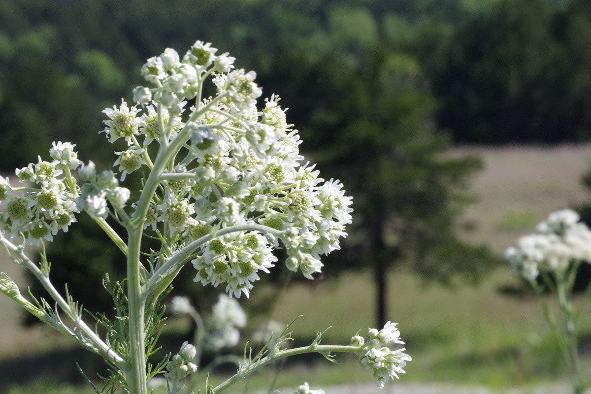 Spring at Blue Vista